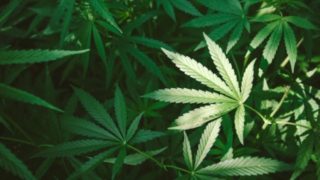 storia della pianta di canapa