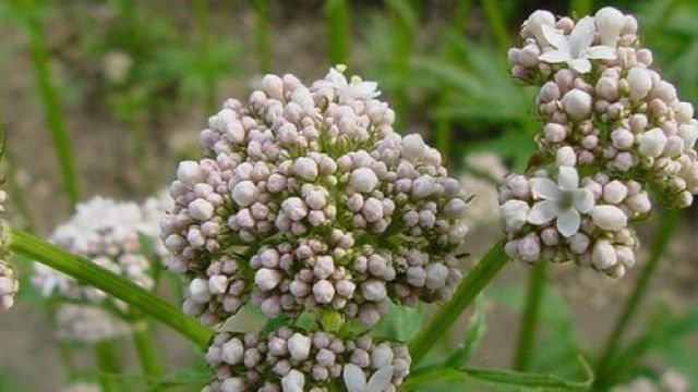 valeriana officinalis