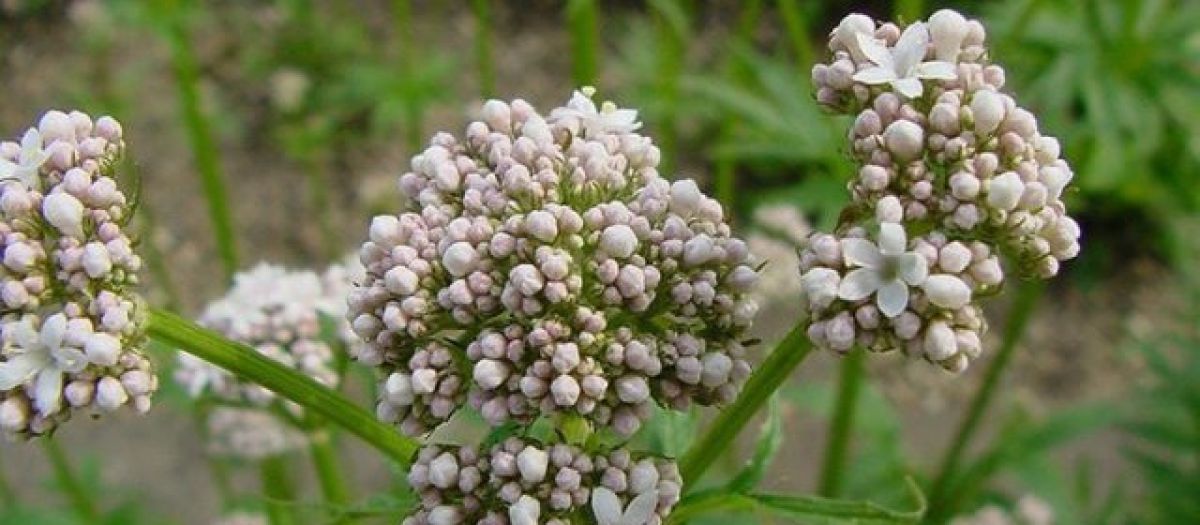valeriana officinalis