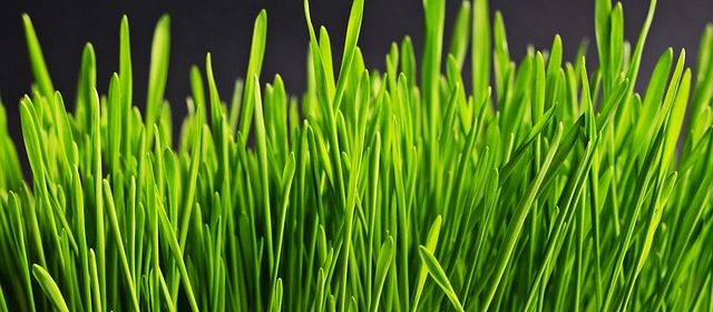 La migliore semenza per prato