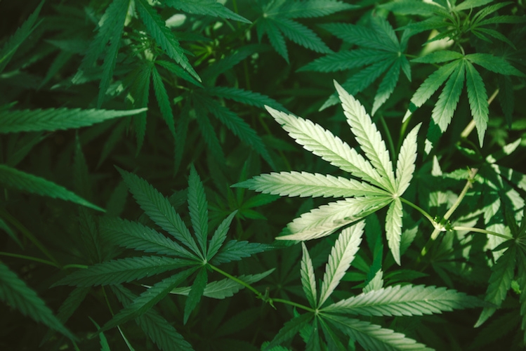 LA STORIA DELL’UTILIZZO DELLA CANAPA DALLE ORIGINI AI GIORNI NOSTRI