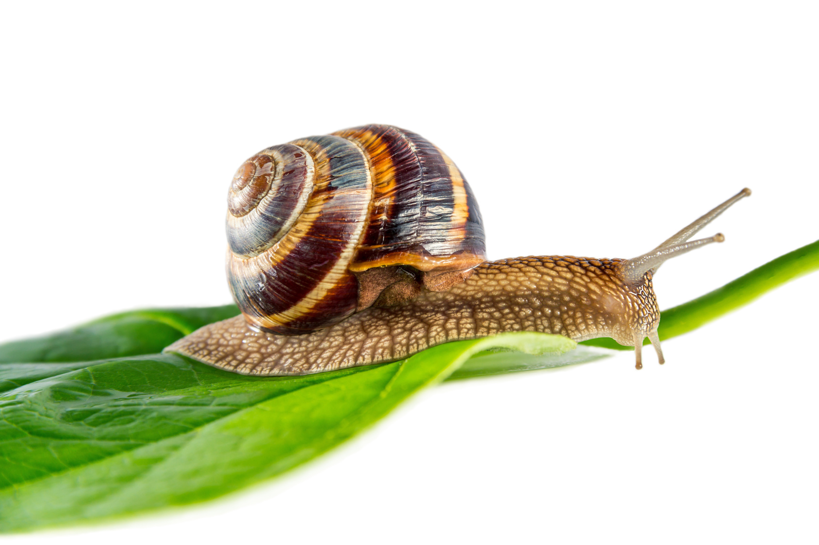 Tutti gli utilizzi della bava di lumaca